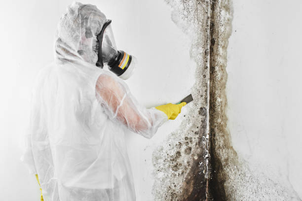 Reliable Huntingburg, IN Mold Remediation Solutions
