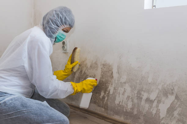 Best HVAC Mold Remediation in Huntgburg, IN